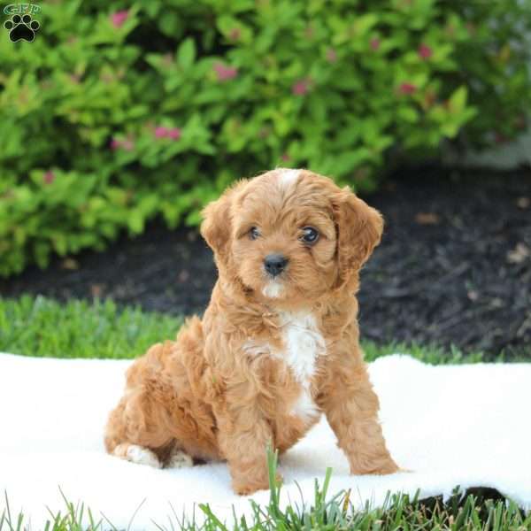 Walter, Cavapoo Puppy